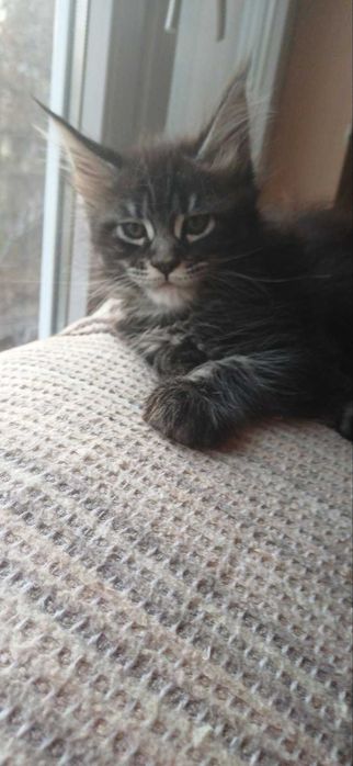 Чистокръвни мейн кун котета 2025