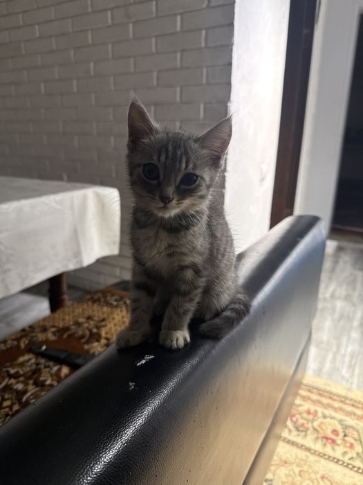 Отдам котенка в хорошие руки.