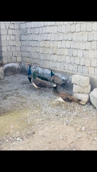 Павлиндер құстары