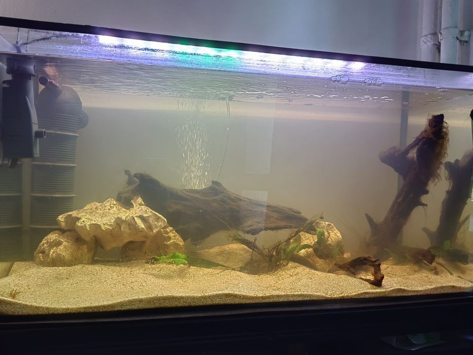 Vând acvariu 112L cu tetraodon nigroviridis