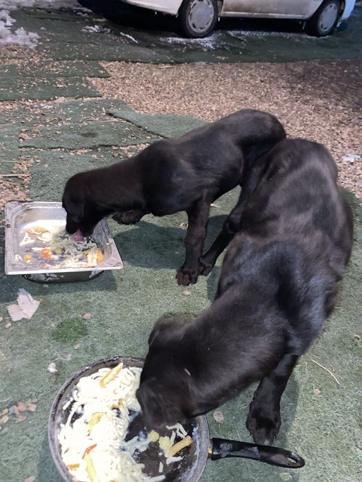 күшік,1 ұрғашы 1еркек