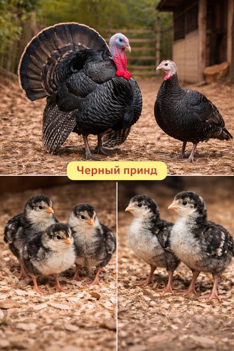 Индюшата Бронза тяжеленная ..Хайбрид.ч
