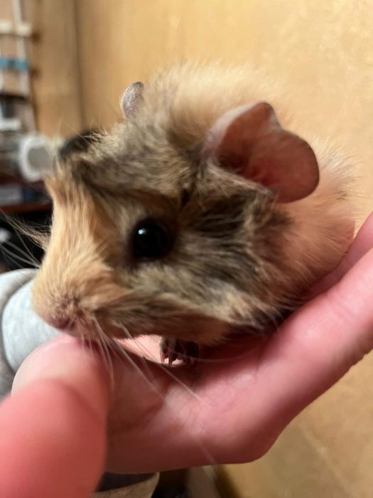 Морская свинка продам срочно