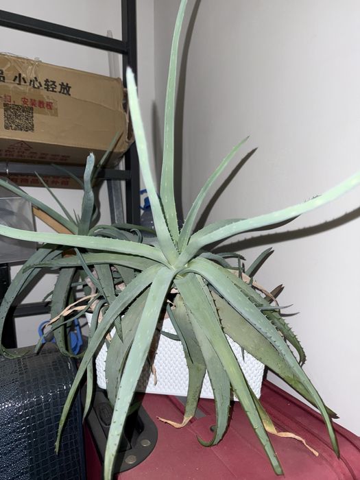 Продам растение алое.