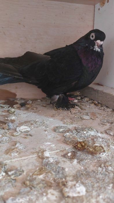 Голуб  армавирская парода самец соч кептер