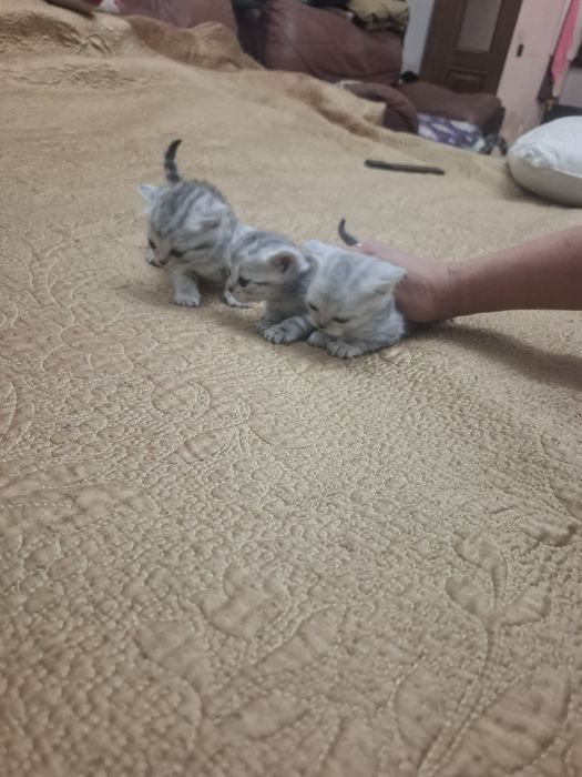 Продам котят добрый рук