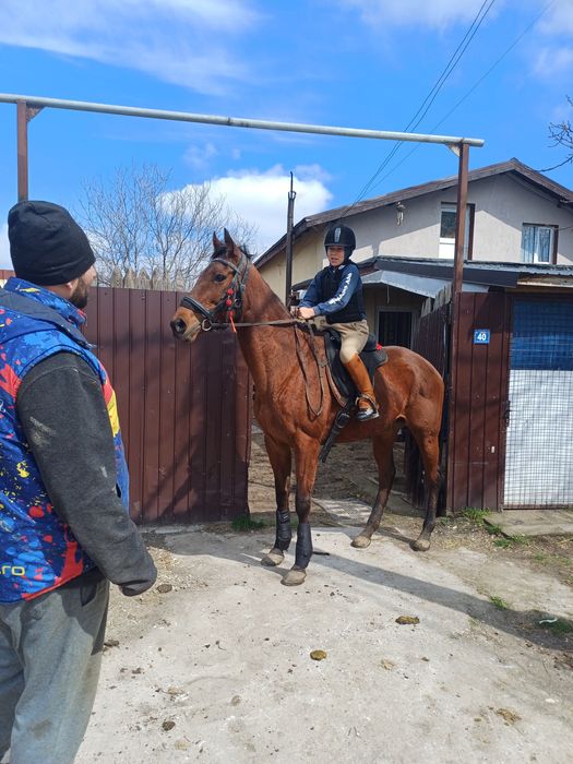 Vând iapa pur sange englez 7 ani cu acte și pedigri