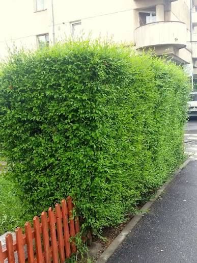 Vand gard viu la cerere se poate si planta