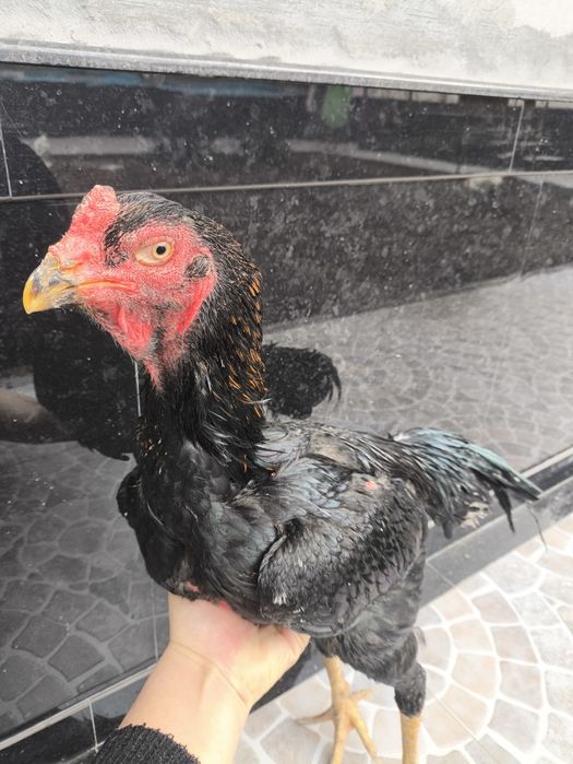 Dakan xoʻroz 8 oylik Koreya zot