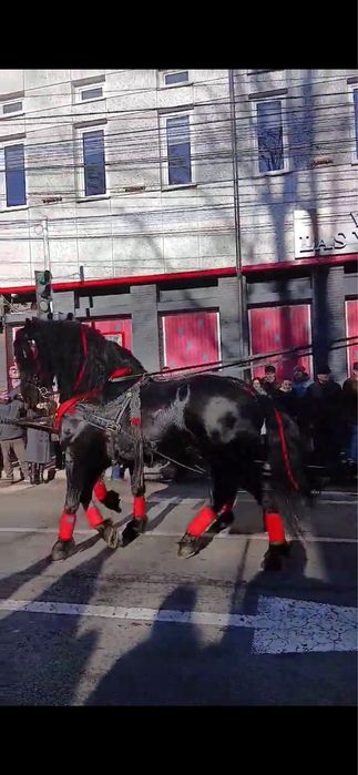 Armasar frizian monta