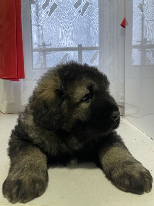 ciobănesc caucazian din prinți campioni !!!