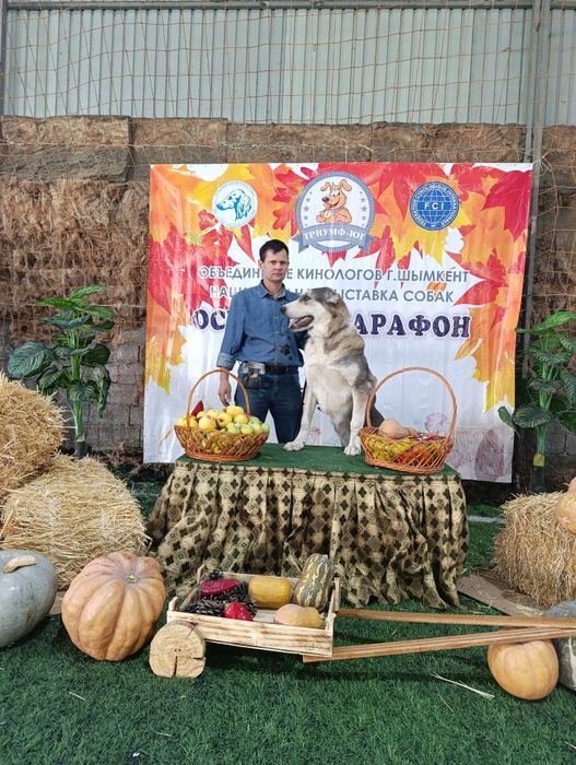 Адабай среднеазиаткая овчарка