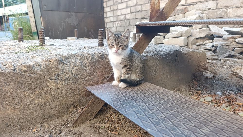 Отдам в добрые руки