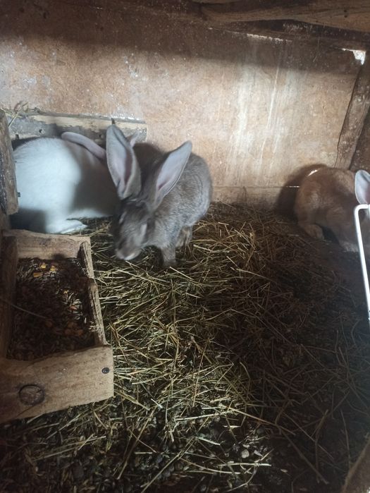 vand sau schimb iepuri hycole francez