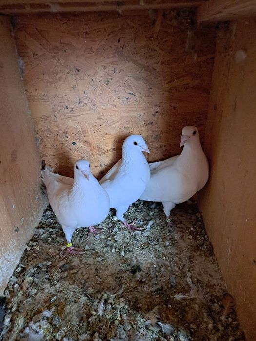 Vand porumbei de rasa