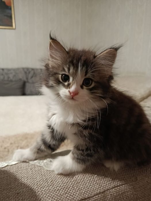 Отдам котят в хорошие руки! Бесплатно!
