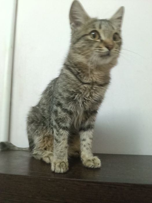 Кошечка подросток 5месяцев