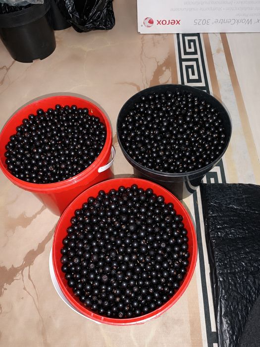 Смородина черная