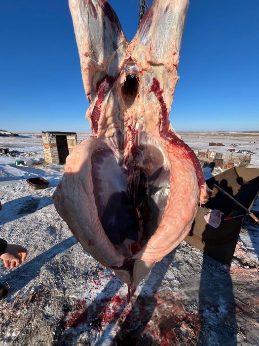 Тай жылғы кунан  лошади