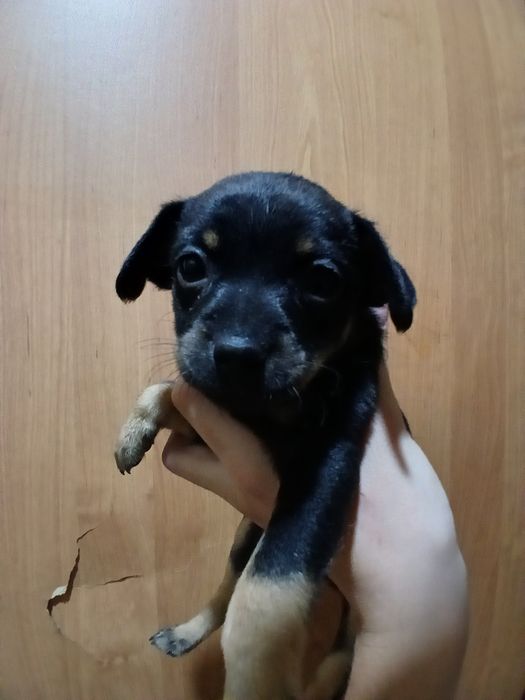 Продам щенки той тейера