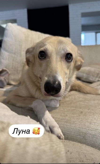 Зоогостиница - передержка для животных