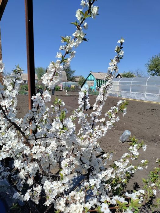 Продам дачу в 1 обществе 17 маршрут