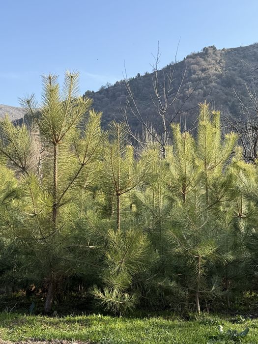 Кирим сасна арчалари сотилади