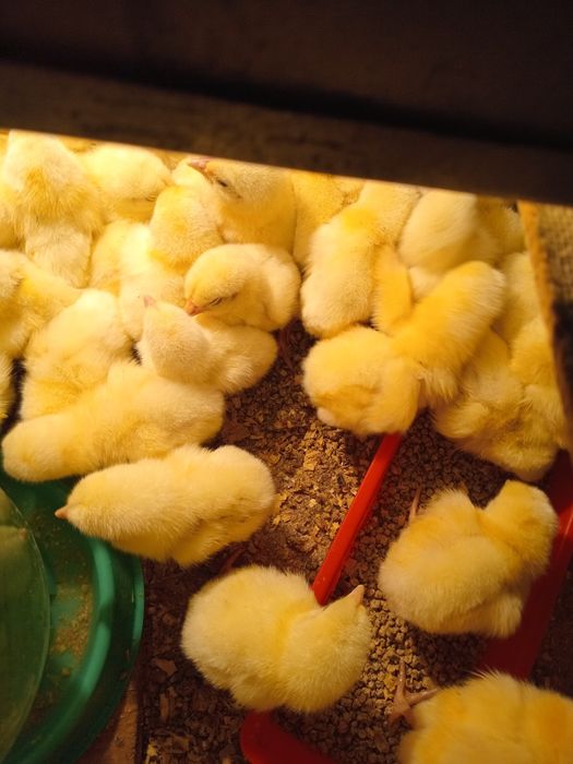 Продам суточный бройлер