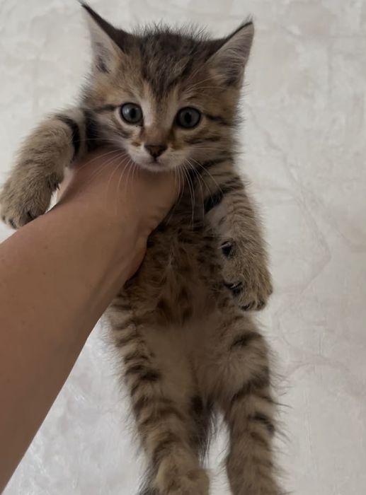 Отдам котят в добрые руки