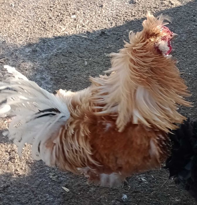 gaini frezate pereche