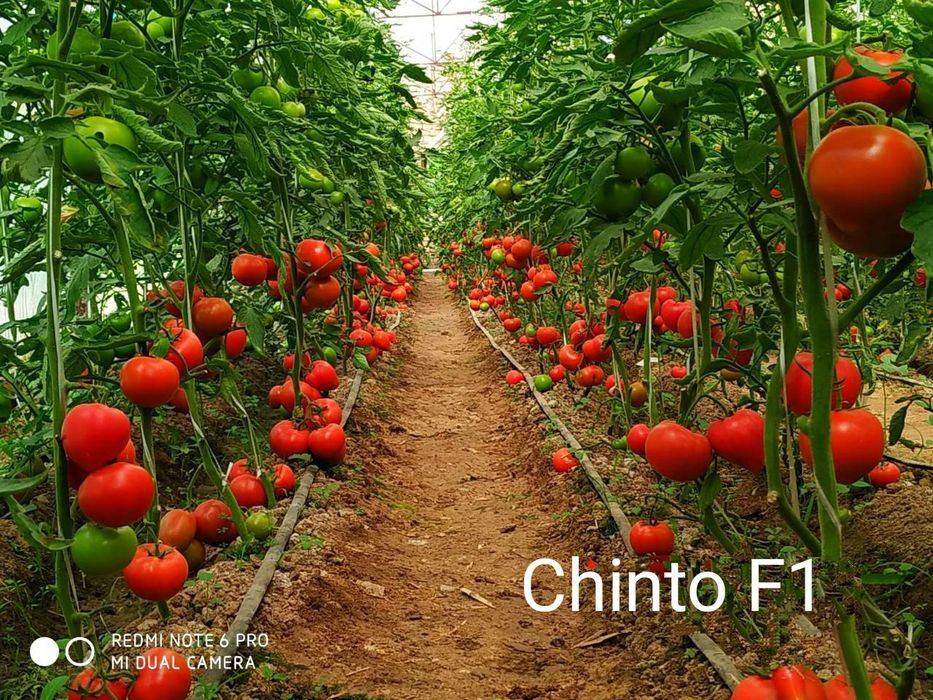 F1 Pomidor  koʻchatlarimiz bor