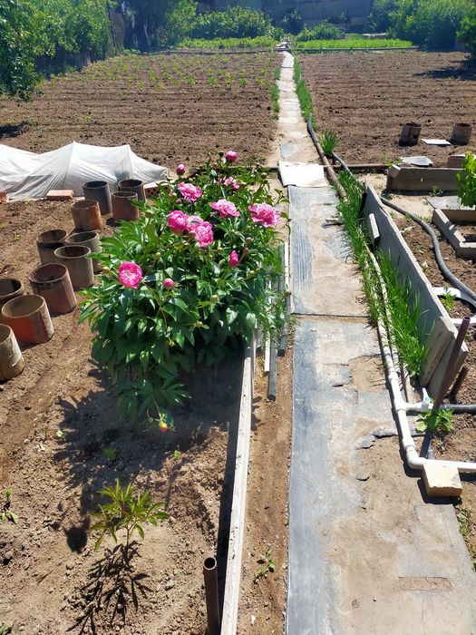 Дача ПК Здравница