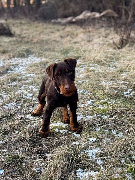 Jagd terrier jagdterrier