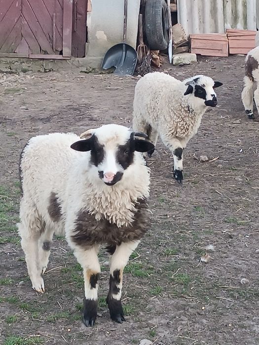 Vând miei de paște