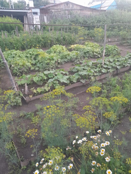 Продам дачу на Мирном