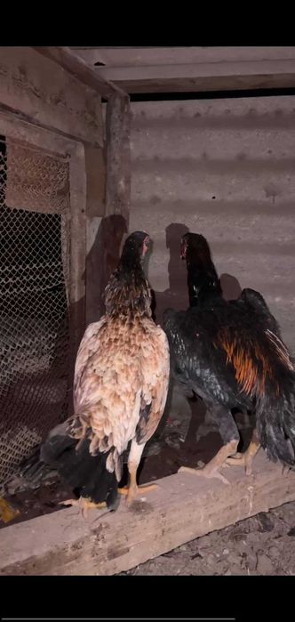 turk mokinlar.dakan tovuq/kulangi tovuqlar