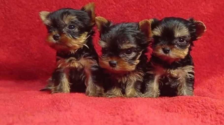 Йоркширски териер мини