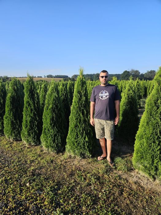 Tuia smaragd de calitate extra (transport gratuit)