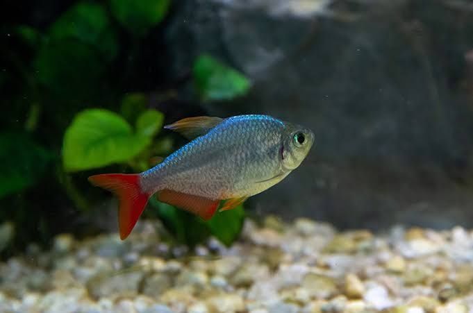 Колумбийская тетра