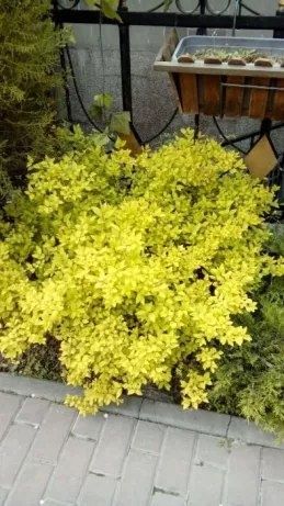 Самшит туя можевельник тис,