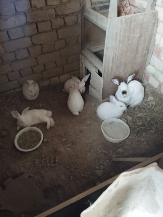 Куён сотилади срочн еб ичиши яхши пул зарулигидан