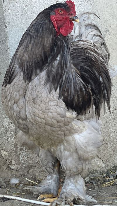 Ouă Brahma Uriaș