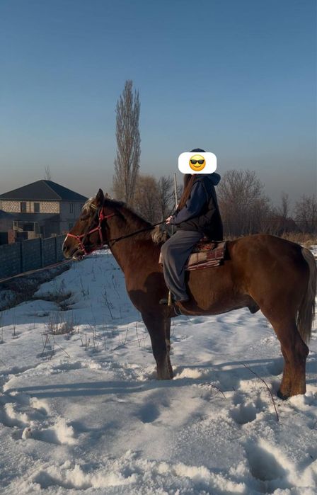 Айғыр сатылады 5 жасар