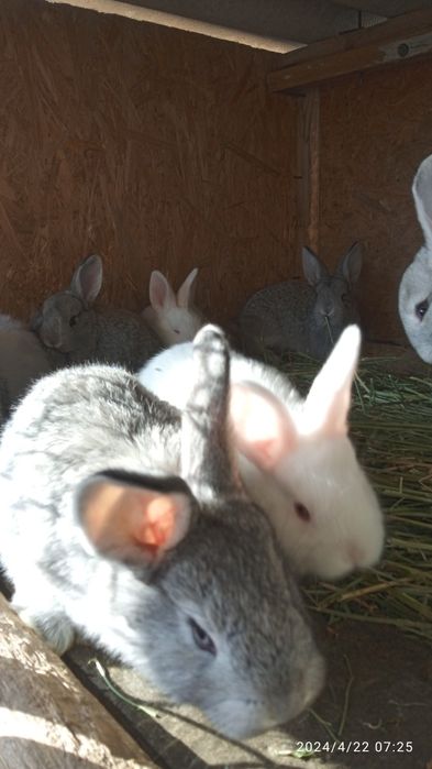 Кральчата виликаны прадам месячные