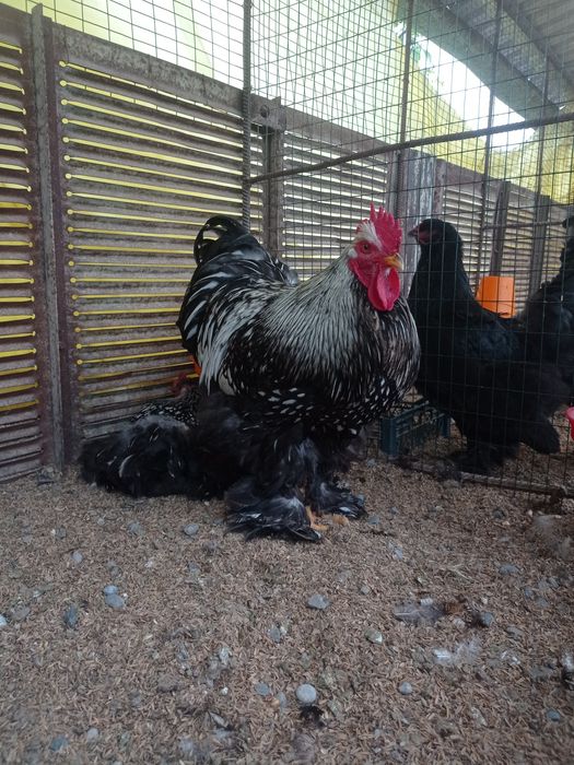 Brama jo‘jalari va tuxumlari sotiladi