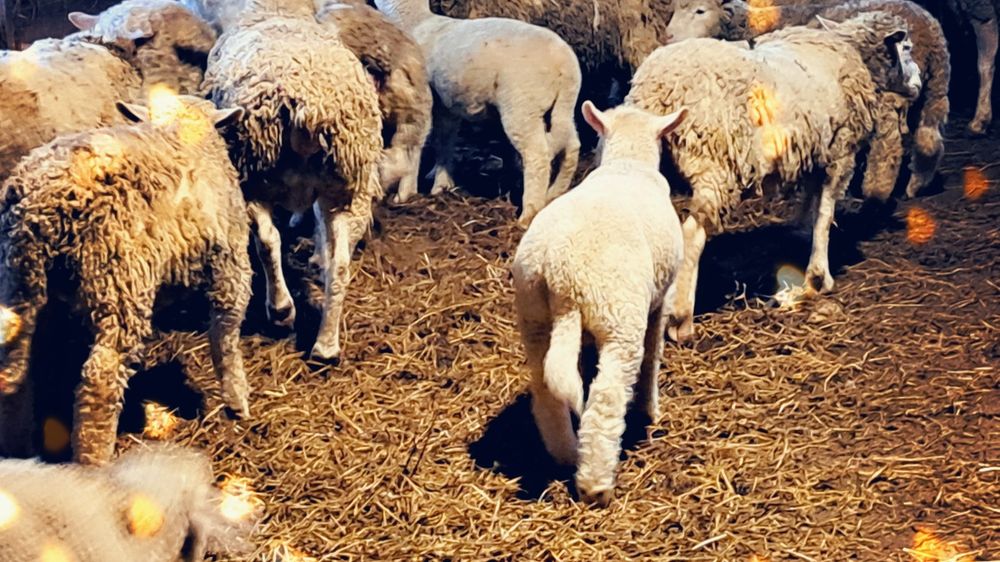 Продавам агнета и овце ил дьо франс