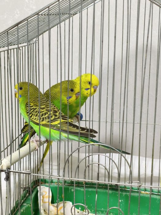 Валныстие папугай