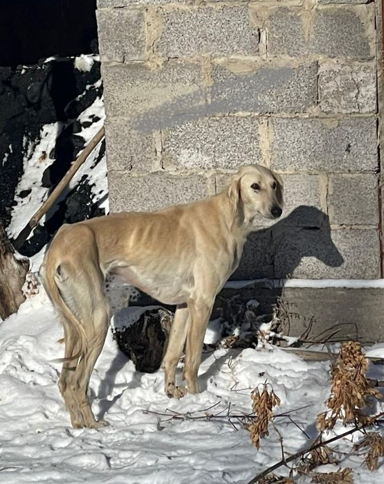 Мощный Қаншық сатылады