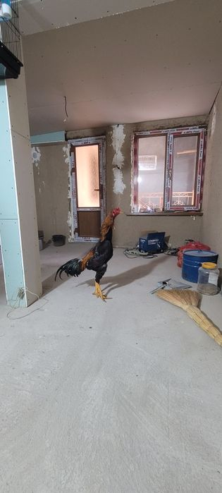 Xòroz sotiladi narxi 800.000sòm