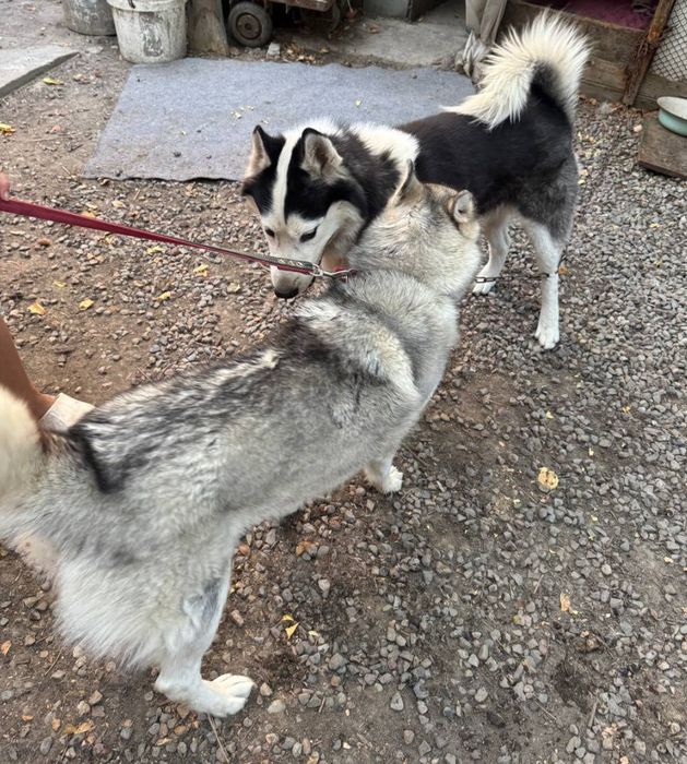 Щенки хаски, чистокровные